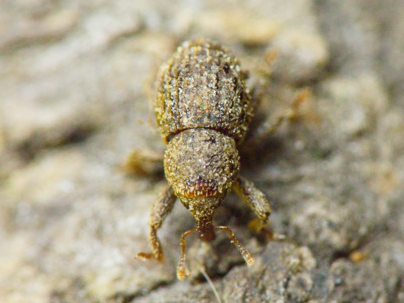 Acalles (Acalles) echinatus (Germar, 1824)